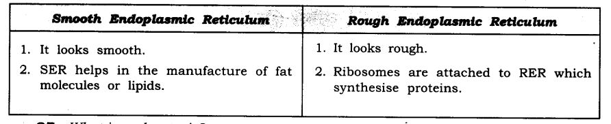 NCERT Solutions For Class 9 Science Chapter 5 The Fundamental Unit of Life SAQ Q6