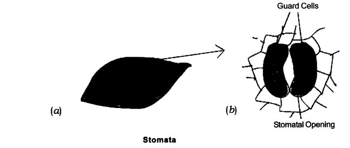 NCERT Solutions For Class 9 Science Chapter 6 Tissues Activity Based Q3