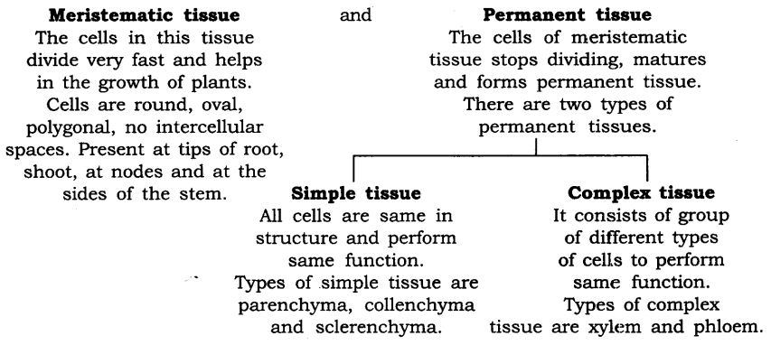 NCERT Solutions For Class 9 Science Chapter 6 Tissues LAQ Q1
