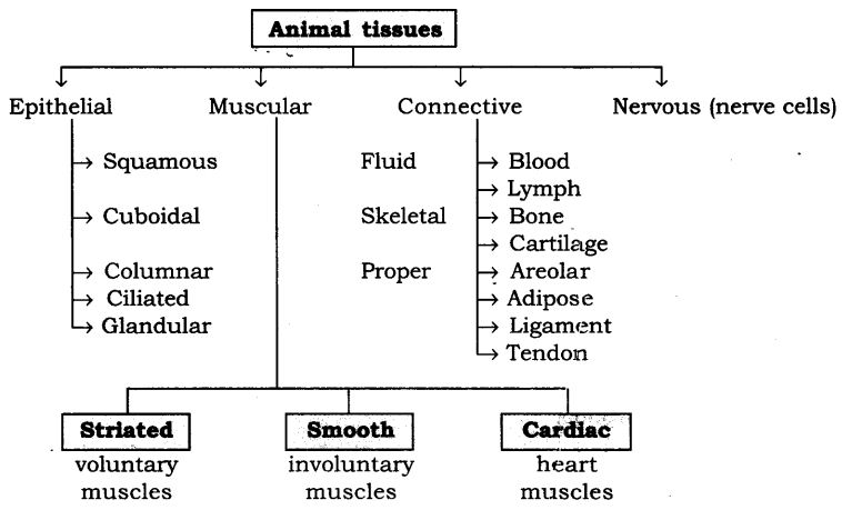 NCERT Solutions For Class 9 Science Chapter 6 Tissues LAQ Q2