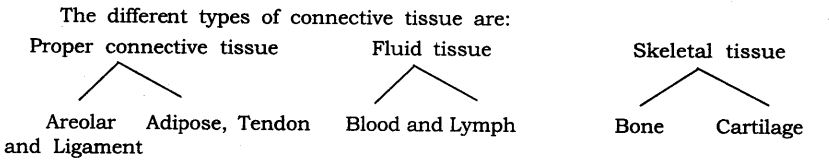 NCERT Solutions For Class 9 Science Chapter 6 Tissues LAQ Q3