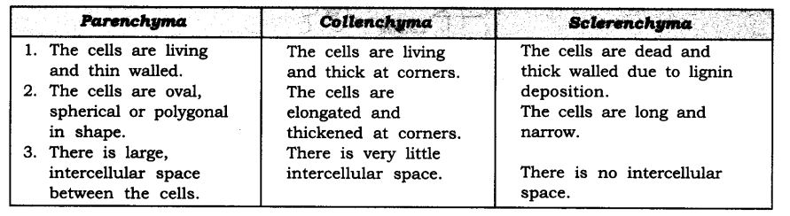 NCERT Solutions For Class 9 Science Chapter 6 Tissues SAQ Q19