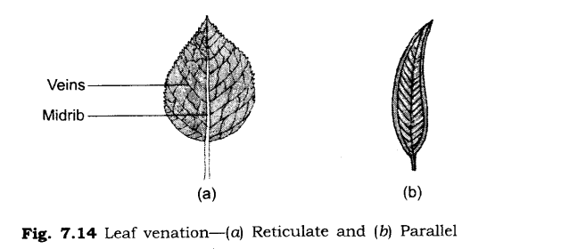 NCERT Solutions for Class 6 Science Chapter 7 Getting to Know Plants LAQ Q1