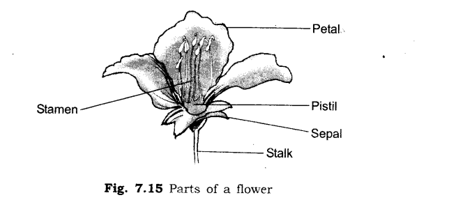 NCERT Solutions for Class 6 Science Chapter 7 Getting to Know Plants LAQ Q2