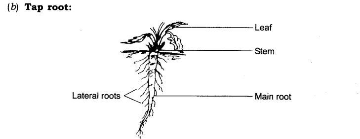 NCERT Solutions for Class 6 Science Chapter 7 Getting to Know Plants Q2.1