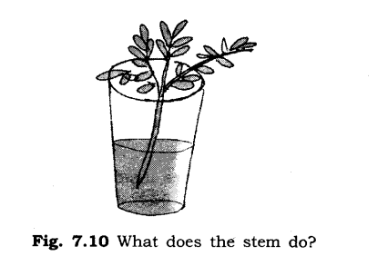 NCERT Solutions for Class 6 Science Chapter 7 Getting to Know Plants SAQ Q8