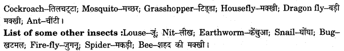NCERT Solutions for Class 7 English Honeycomb Chapter 7 The Invention of Vita Wonk 1