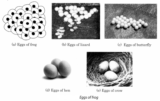 NCERT Solutions for Class 8 Science Chapter 9 Reproduction in Animals Activity 2